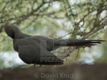 Laurie Bird #1741172 picture (Landscape Medium)