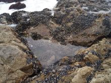 Leo Carrillo