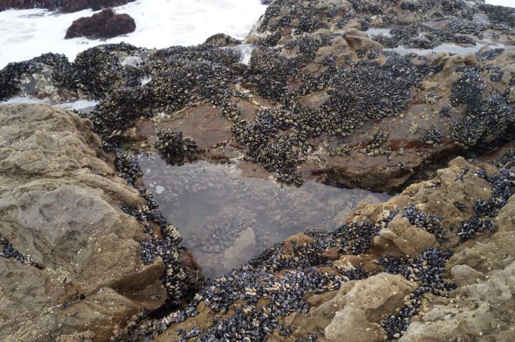 Leo Carrillo