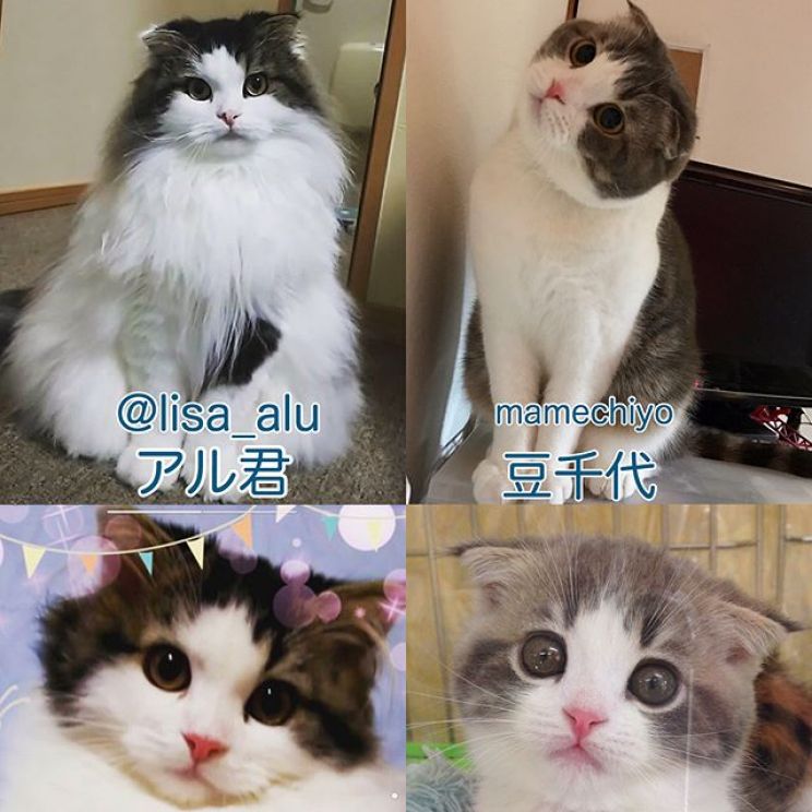 Lia Alu