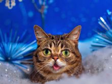 Lil Bub