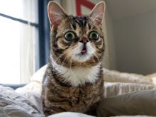 Lil Bub