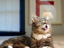 Lil Bub