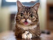 Lil Bub