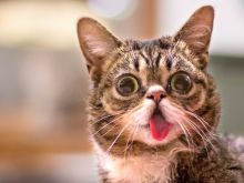 Lil Bub