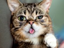 Lil Bub