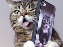 Lil Bub