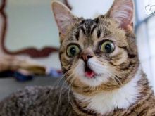 Lil Bub