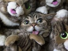 Lil Bub