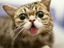 Lil Bub