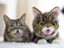 Lil Bub