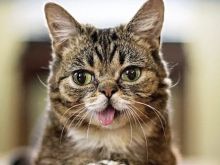 Lil Bub