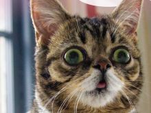 Lil Bub