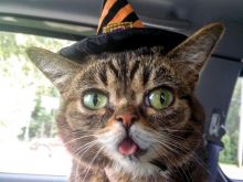 Lil Bub