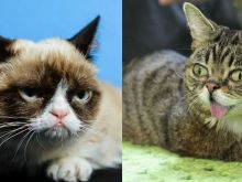 Lil Bub