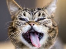 Lil Bub