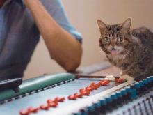 Lil Bub