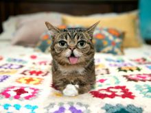 Lil Bub