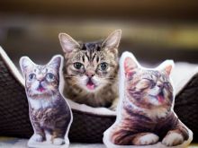 Lil Bub