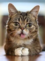 Lil Bub