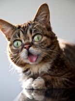 Lil Bub