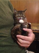 Lil Bub