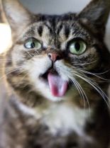 Lil Bub