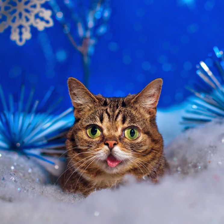 Lil Bub