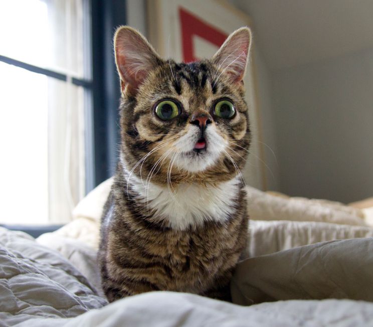 Lil Bub