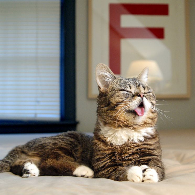 Lil Bub