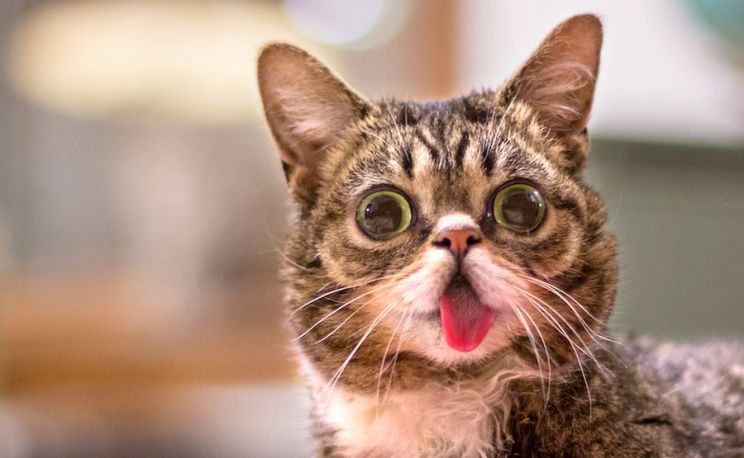 Lil Bub