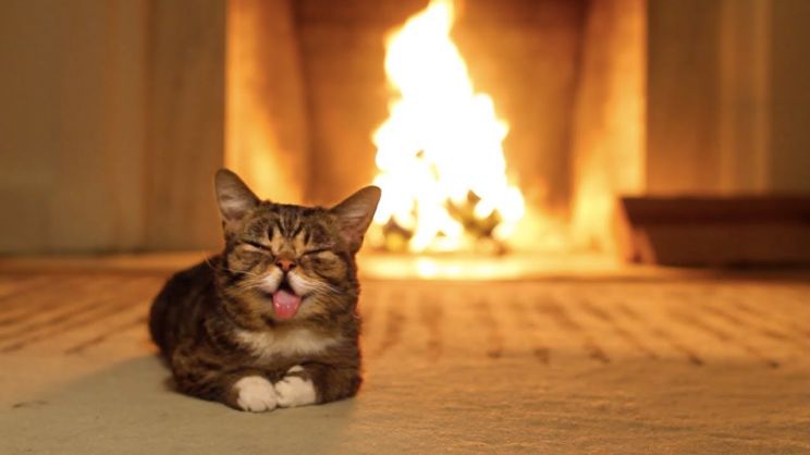 Lil Bub
