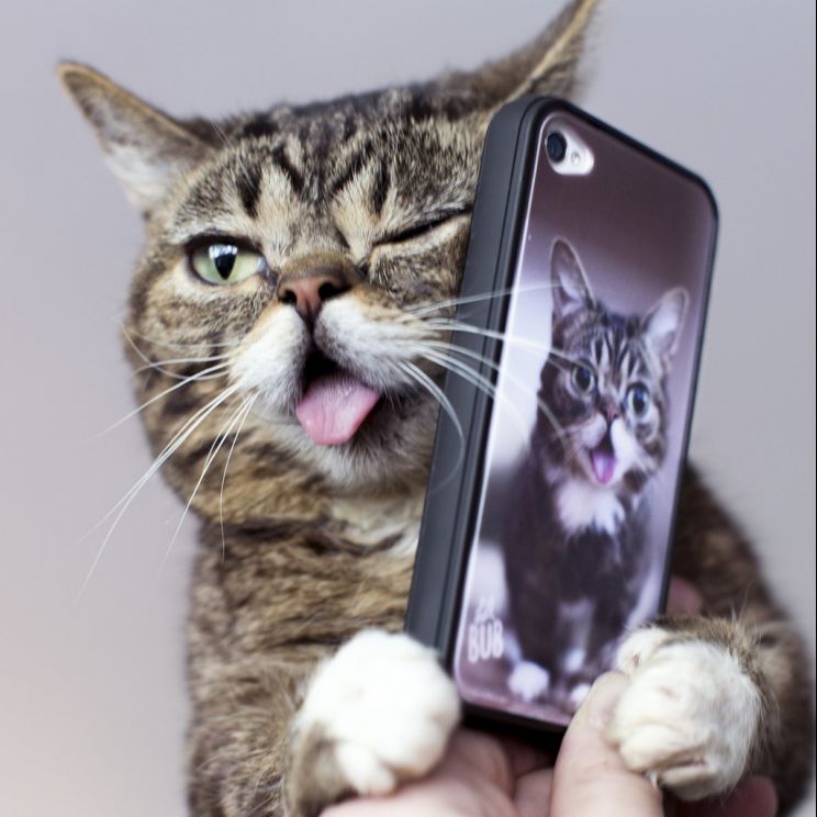 Lil Bub