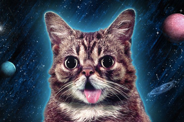 Lil Bub