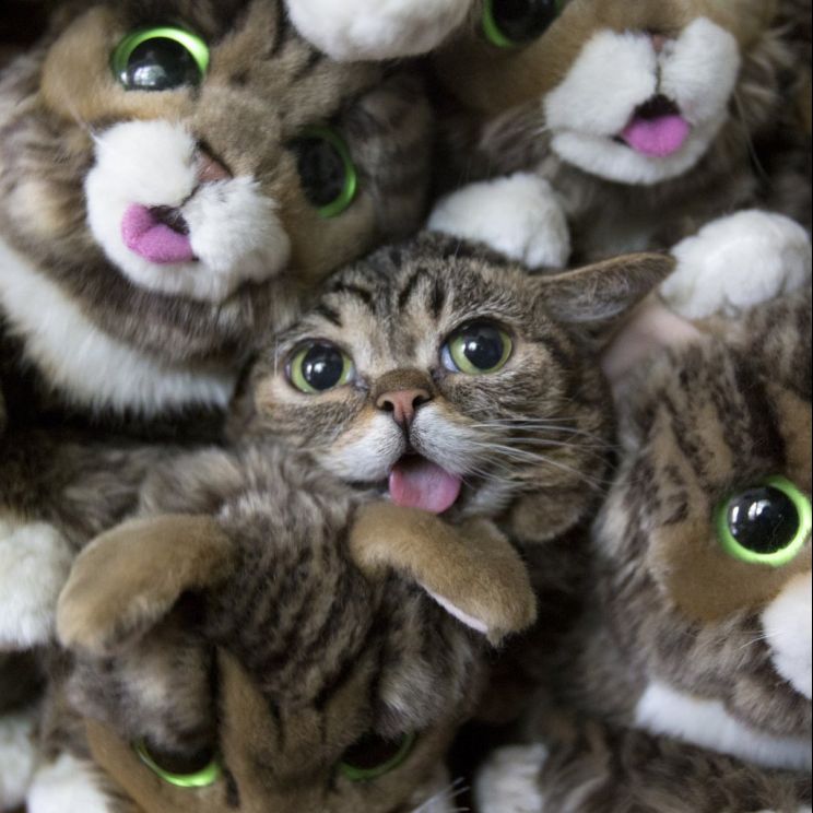 Lil Bub
