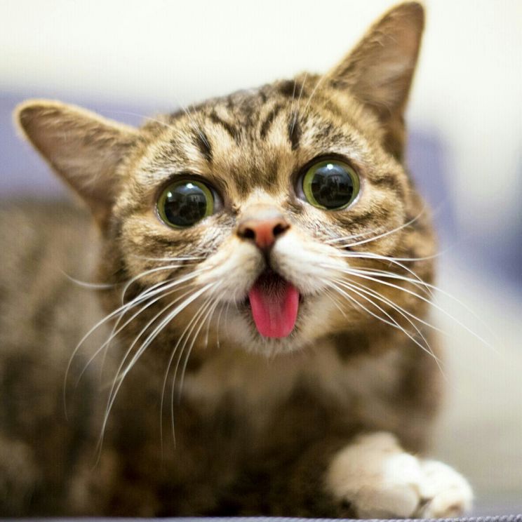 Lil Bub