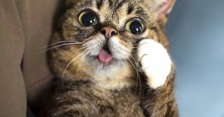 Lil Bub