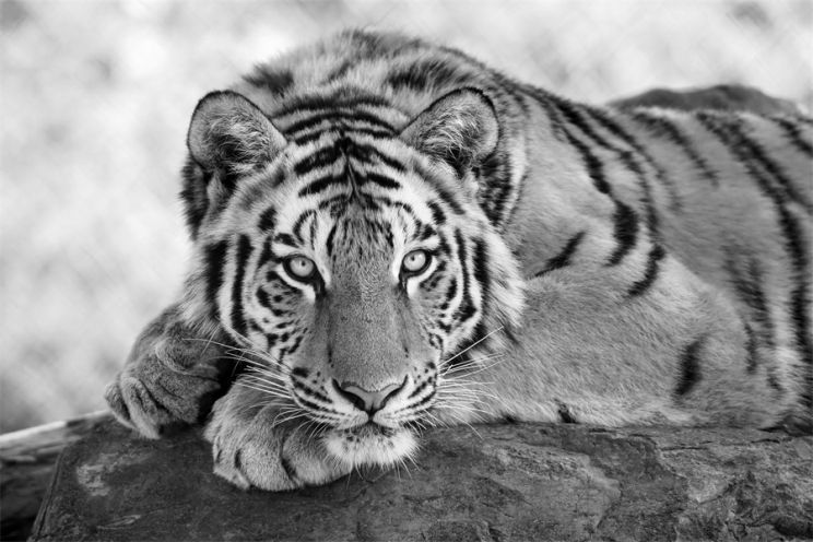 Liliane Tiger