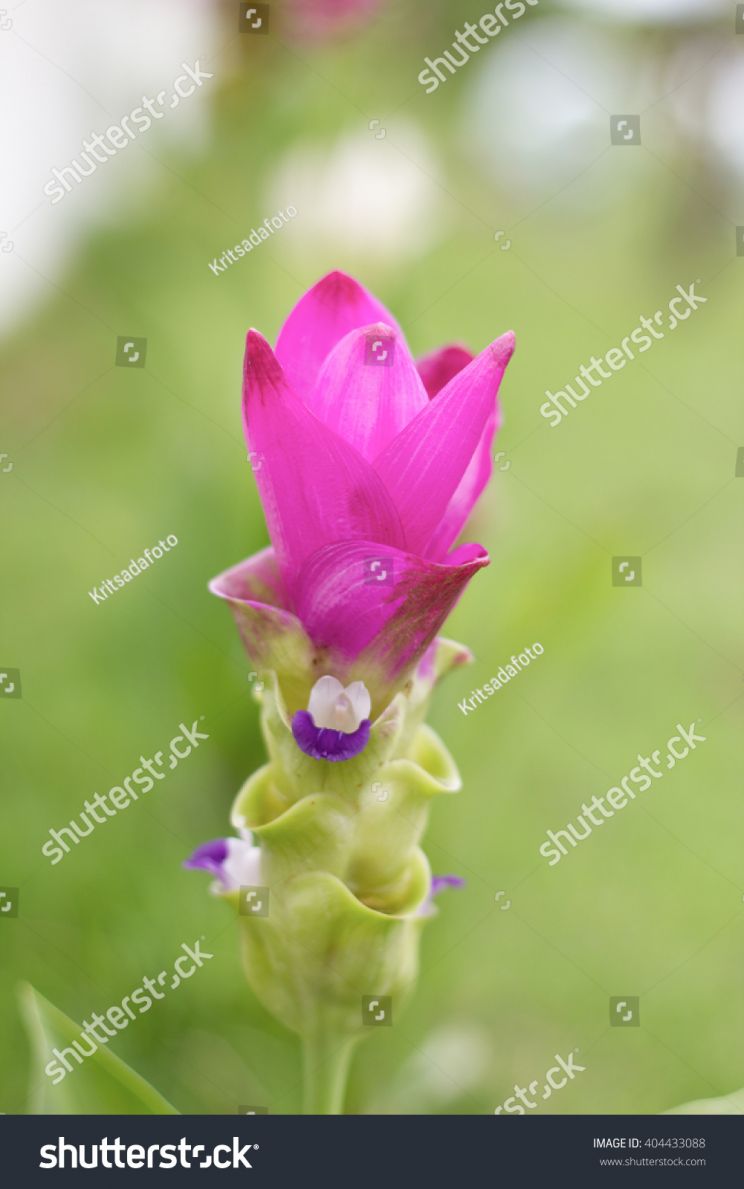 Lily Thai