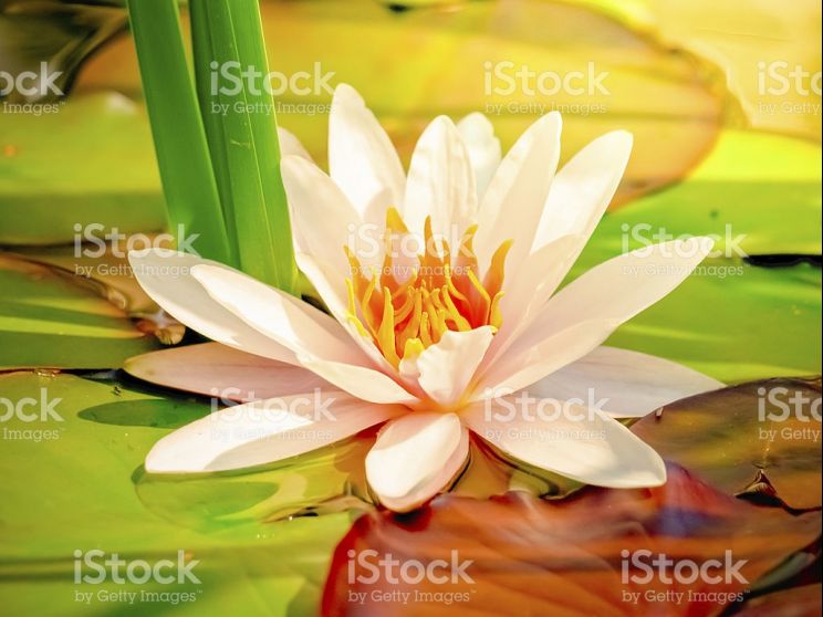 Lily Thai