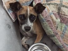 Lisa Deanne Young photo