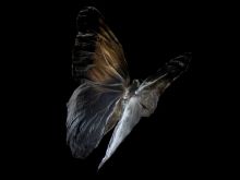 Lisa Gerrard photo
