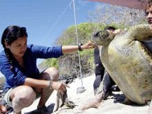 Liz Bonnin photo