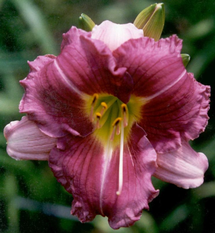 Lois Hall
