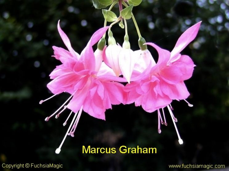 Marcus Graham