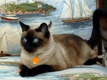 Marjorie Wallace