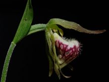 Mark Elderkin photo