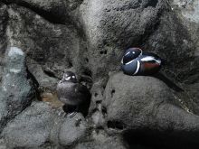Mark Elderkin photo