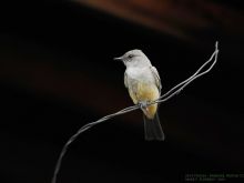 Mark Elderkin photo