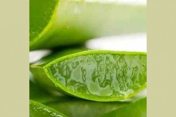 Mary Aloe